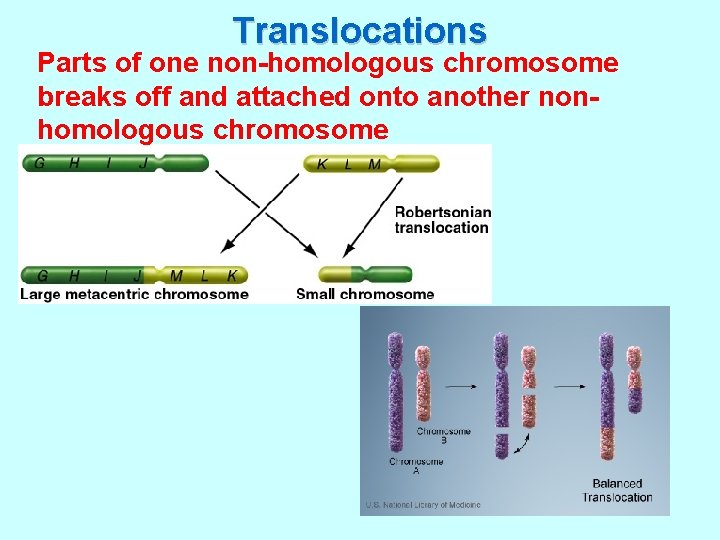 Translocations Parts of one non-homologous chromosome breaks off and attached onto another nonhomologous chromosome Translocations Parts of one non-homologous chromosome breaks off and attached onto another nonhomologous chromosome