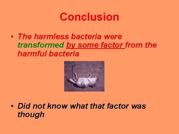 Conclusion • The harmless bacteria were transformed by some factor from the harmful bacteria Conclusion • The harmless bacteria were transformed by some factor from the harmful bacteria