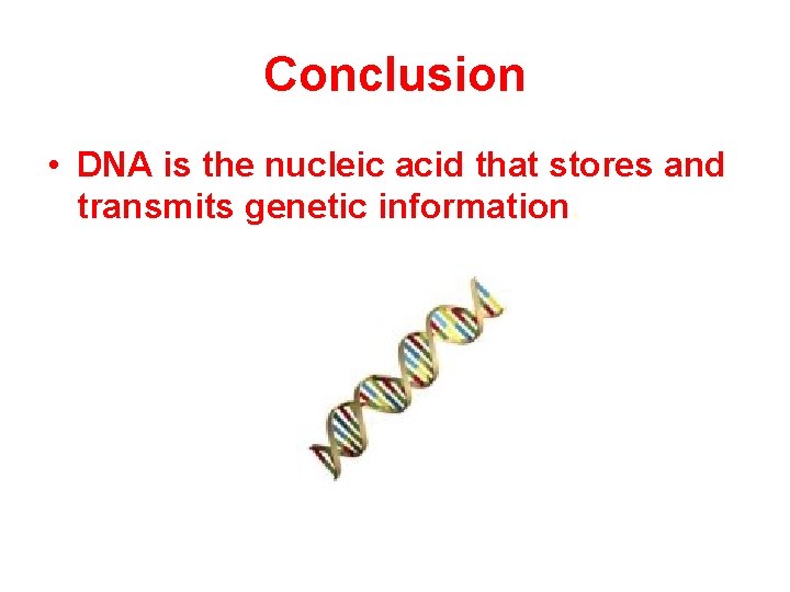 Conclusion • DNA is the nucleic acid that stores and transmits genetic information. Conclusion • DNA is the nucleic acid that stores and transmits genetic information.