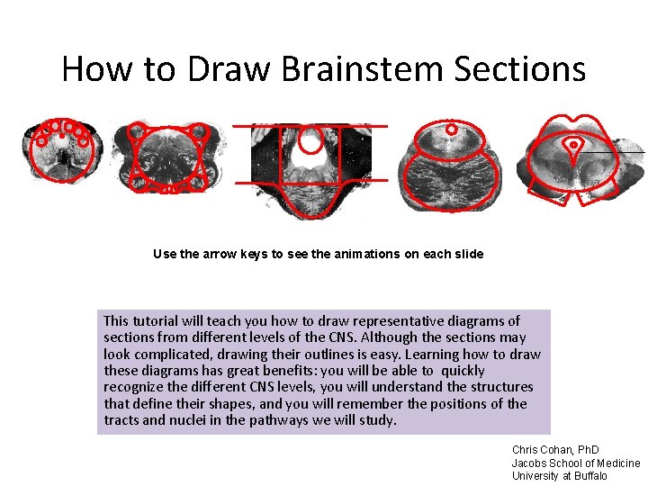 How to Draw Brainstem Sections Use the arrow keys to see the animations on