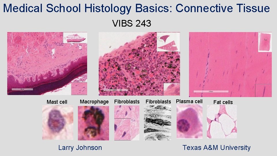 Medical School Histology Basics: Connective Tissue VIBS 243 Mast cell Macrophage Larry Johnson Fibroblasts