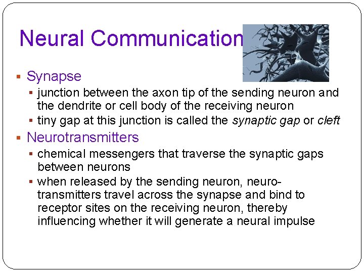 Neural Communication § Synapse § junction between the axon tip of the sending neuron