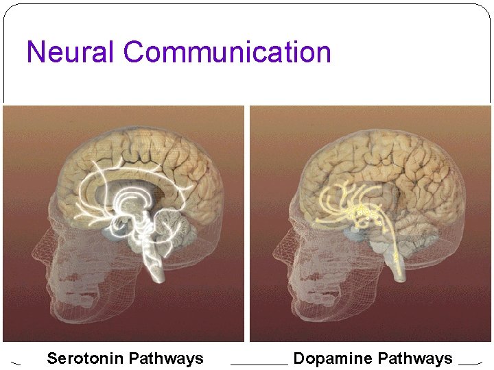 Neural Communication Serotonin Pathways Dopamine Pathways 