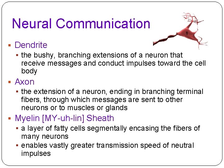 Neural Communication § Dendrite § the bushy, branching extensions of a neuron that receive