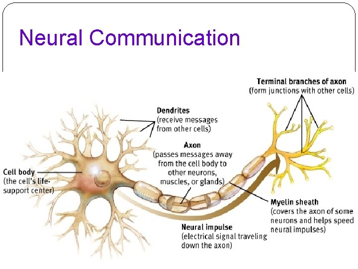 Neural Communication 