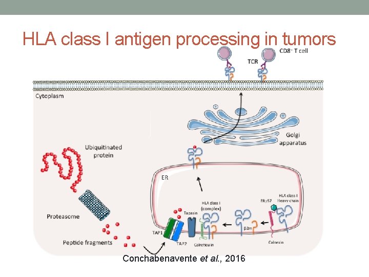 HLA class I antigen processing in tumors Conchabenavente et al. , 2016 