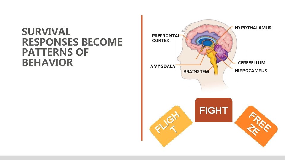 SURVIVAL RESPONSES BECOME PATTERNS OF BEHAVIOR HYPOTHALAMUS PREFRONTAL CORTEX AMYGDALA H G I FL