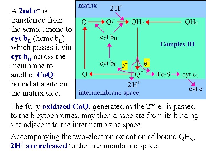 A 2 nd e- is transferred from the semiquinone to cyt b. L (heme