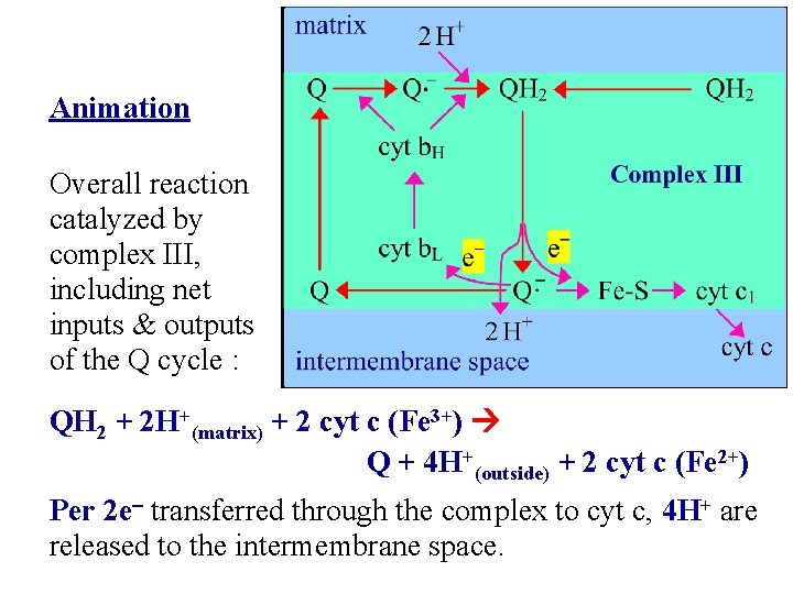 Animation Overall reaction catalyzed by complex III, including net inputs & outputs of the