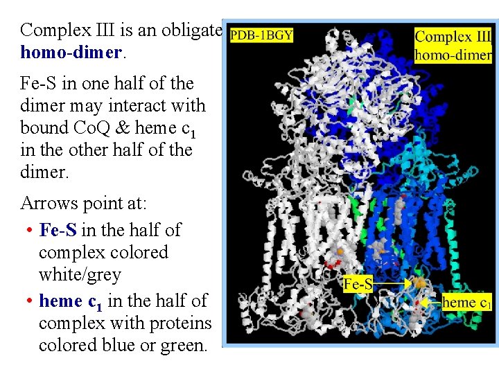 Complex III is an obligate homo-dimer. Fe-S in one half of the dimer may