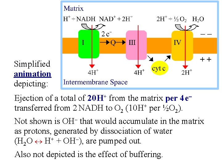 Simplified animation depicting: Ejection of a total of 20 H+ from the matrix per
