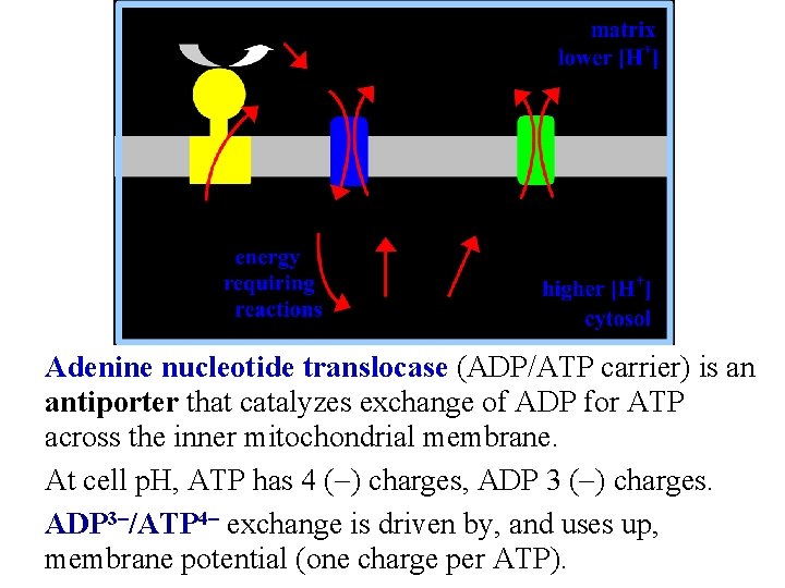 Adenine nucleotide translocase (ADP/ATP carrier) is an antiporter that catalyzes exchange of ADP for