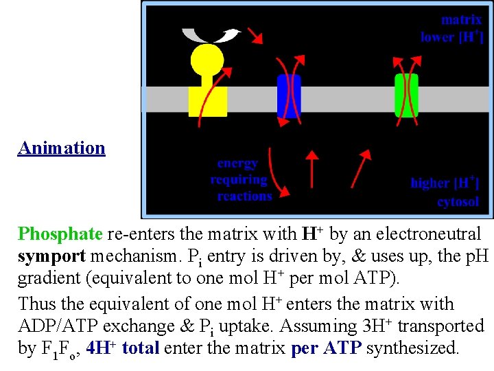 Animation Phosphate re-enters the matrix with H+ by an electroneutral symport mechanism. Pi entry
