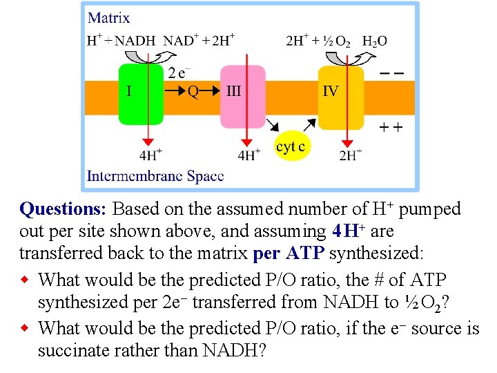 Questions: Based on the assumed number of H+ pumped out per site shown above,