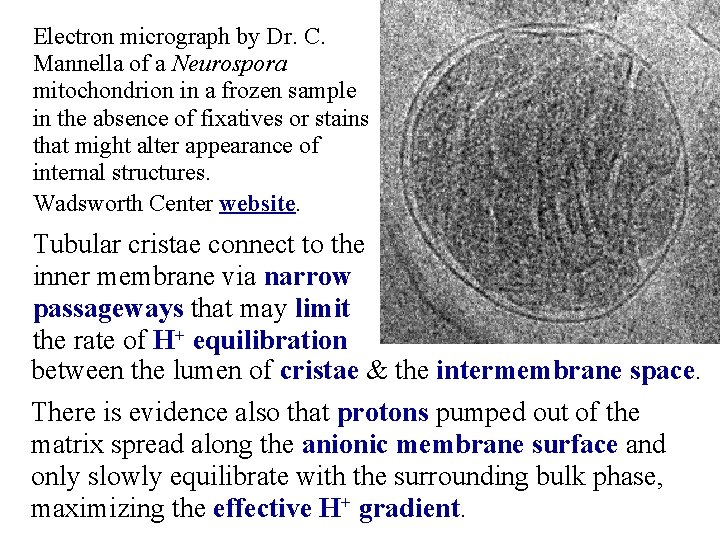 Electron micrograph by Dr. C. Mannella of a Neurospora mitochondrion in a frozen sample