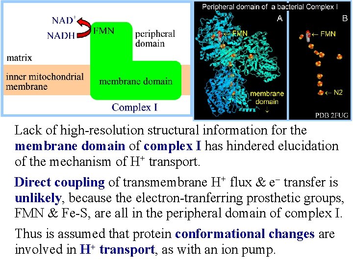 Lack of high-resolution structural information for the membrane domain of complex I has hindered