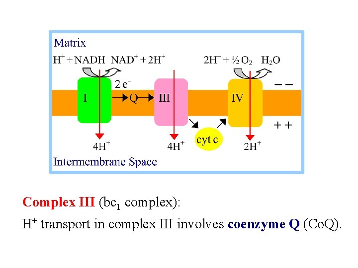 Complex III (bc 1 complex): H+ transport in complex III involves coenzyme Q (Co.