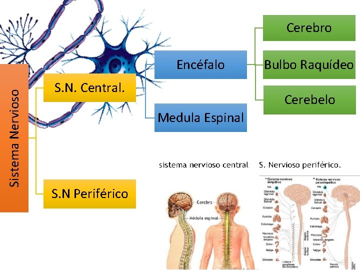 Cerebro Sistema Nervioso Encéfalo S. N. Central. Cerebelo Medula Espinal S. N Periférico Bulbo