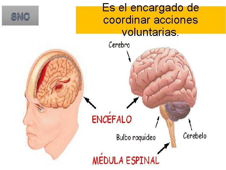 SNC Es el encargado de coordinar acciones voluntarias. 