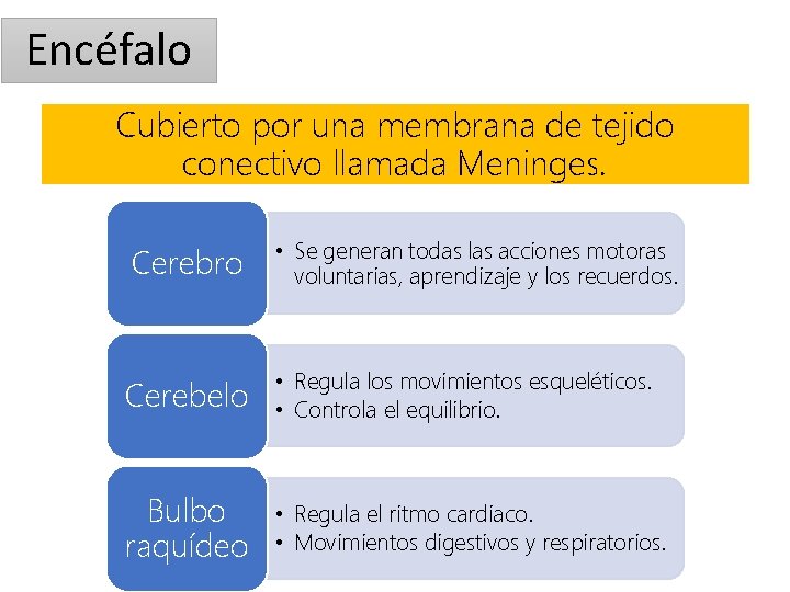 Encéfalo Cubierto por una membrana de tejido conectivo llamada Meninges. Cerebro • Se generan