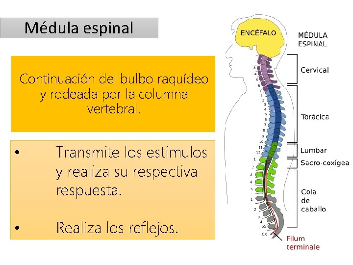 Médula espinal Continuación del bulbo raquídeo y rodeada por la columna vertebral. • Transmite