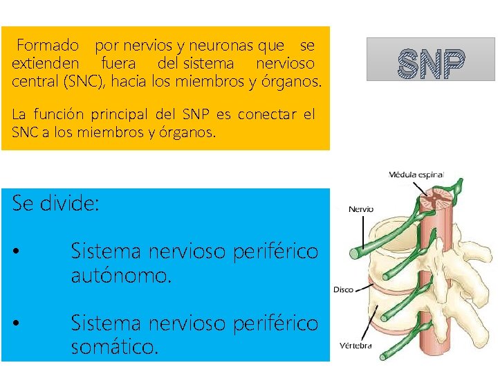  Formado por nervios y neuronas que se extienden fuera del sistema nervioso central