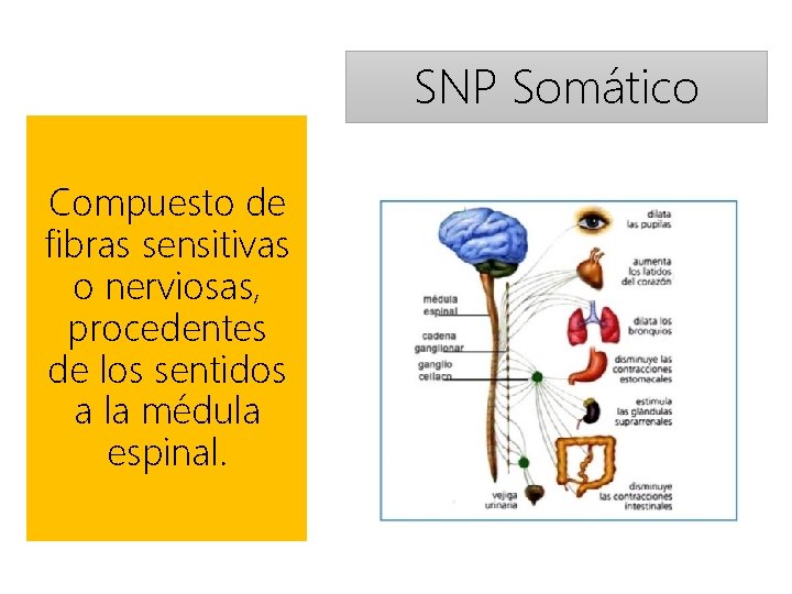 SNP Somático Compuesto de fibras sensitivas o nerviosas, procedentes de los sentidos a la