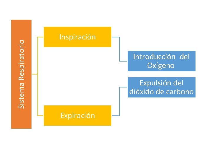 Sistema Respiratorio Inspiración Introducción del Oxígeno Expulsión del dióxido de carbono Expiración 