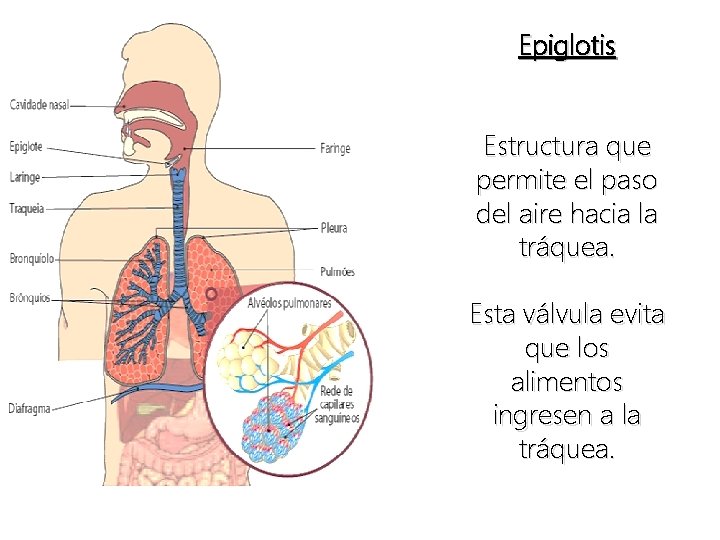 Epiglotis Estructura que permite el paso del aire hacia la tráquea. Esta válvula evita