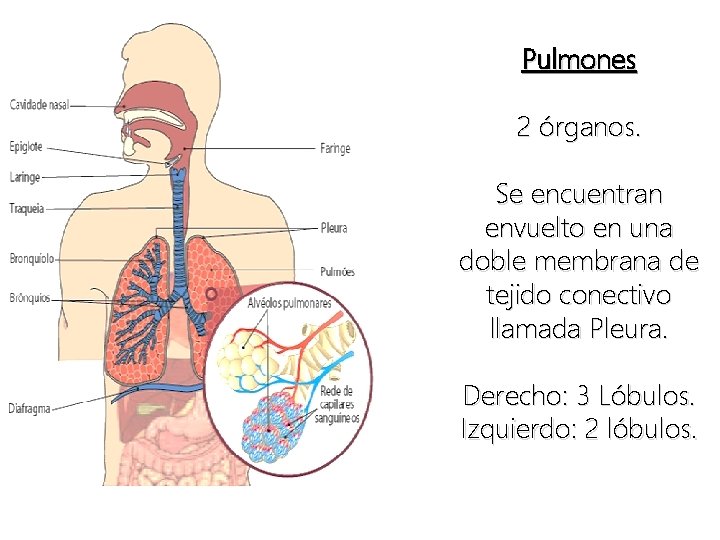 Pulmones 2 órganos. Se encuentran envuelto en una doble membrana de tejido conectivo llamada