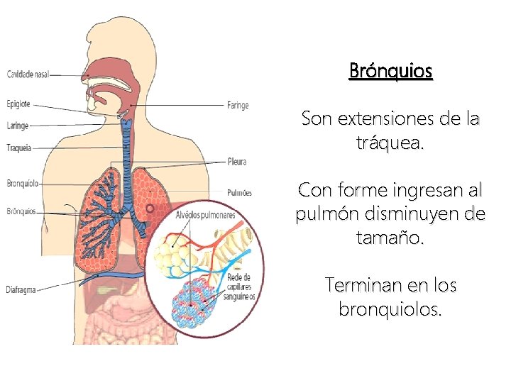 Brónquios Son extensiones de la tráquea. Con forme ingresan al pulmón disminuyen de tamaño.