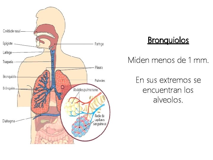 Bronquiolos Miden menos de 1 mm. En sus extremos se encuentran los alveolos. 