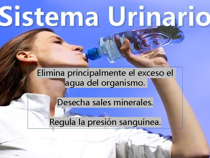 Sistema Urinario Elimina principalmente el exceso el agua del organismo. Desecha sales minerales. Regula