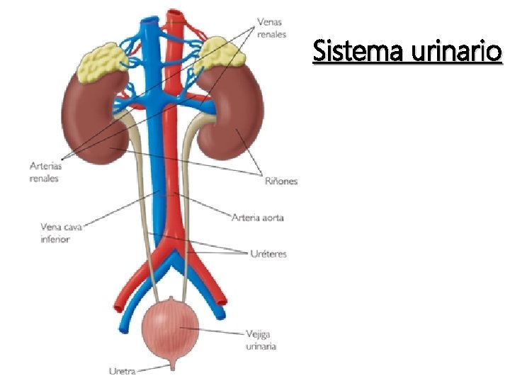 Sistema urinario 