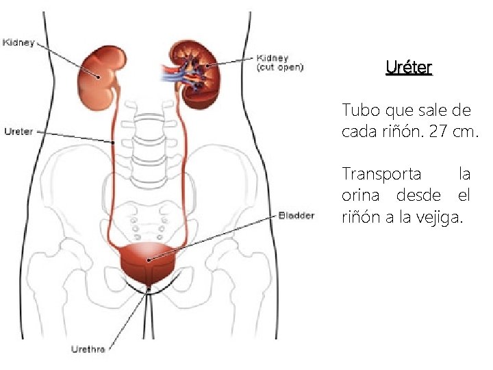 Uréter Tubo que sale de cada riñón. 27 cm. Transporta la orina desde el