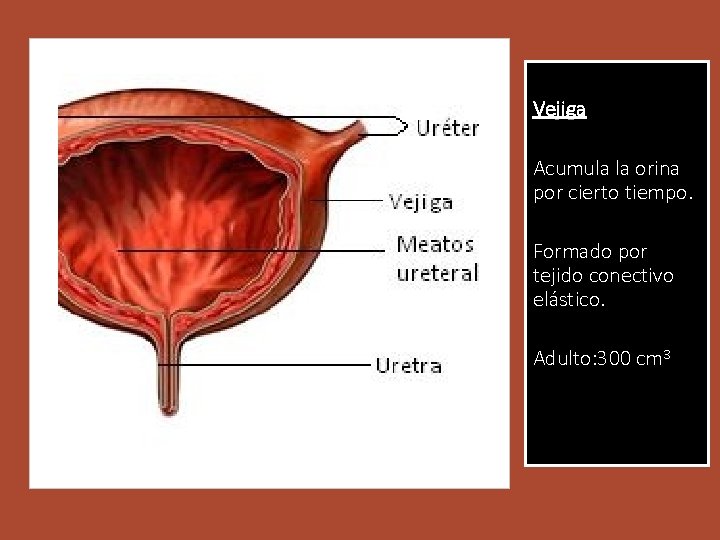 Vejiga Acumula la orina por cierto tiempo. Formado por tejido conectivo elástico. Adulto: 300