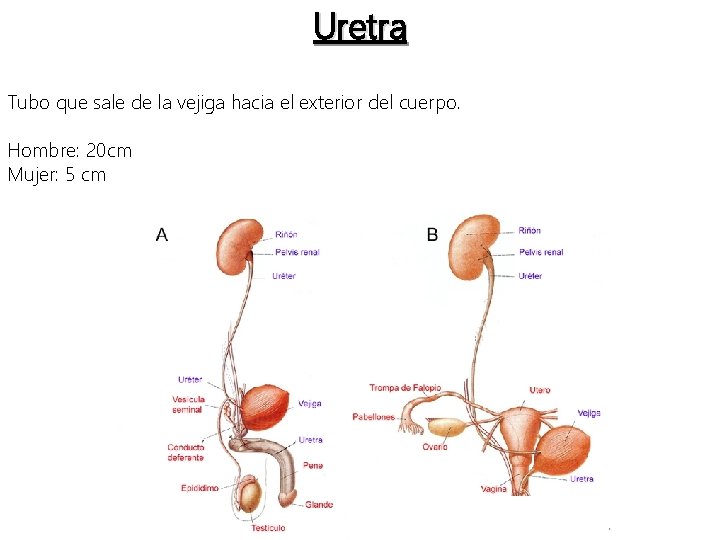 Uretra Tubo que sale de la vejiga hacia el exterior del cuerpo. Hombre: 20