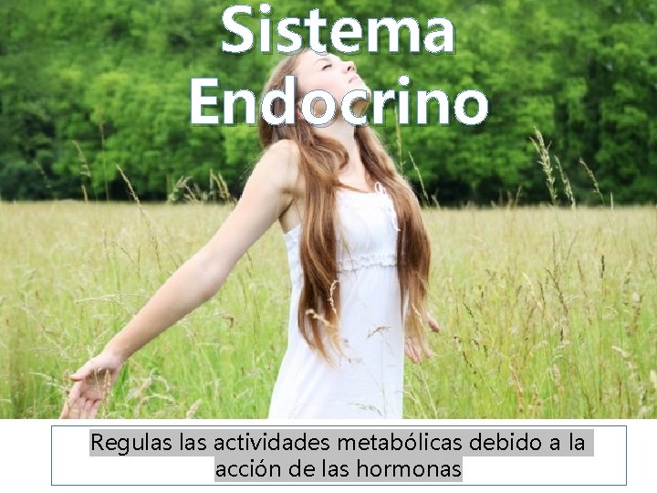 Sistema Endocrino Regulas actividades metabólicas debido a la acción de las hormonas 