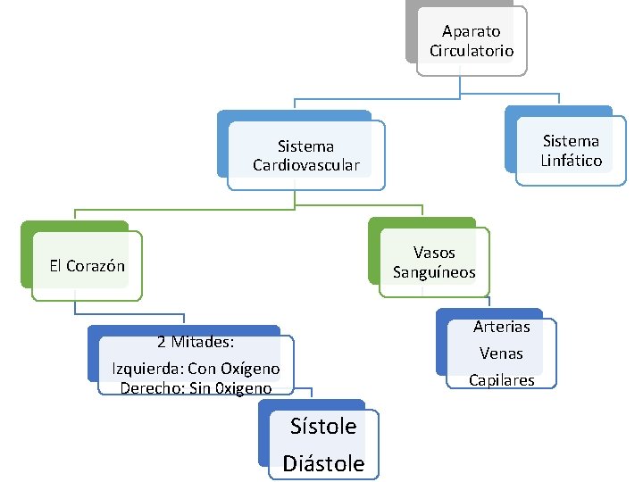 Aparato Circulatorio Sistema Linfático Sistema Cardiovascular Vasos Sanguíneos El Corazón Arterias 2 Mitades: Izquierda: