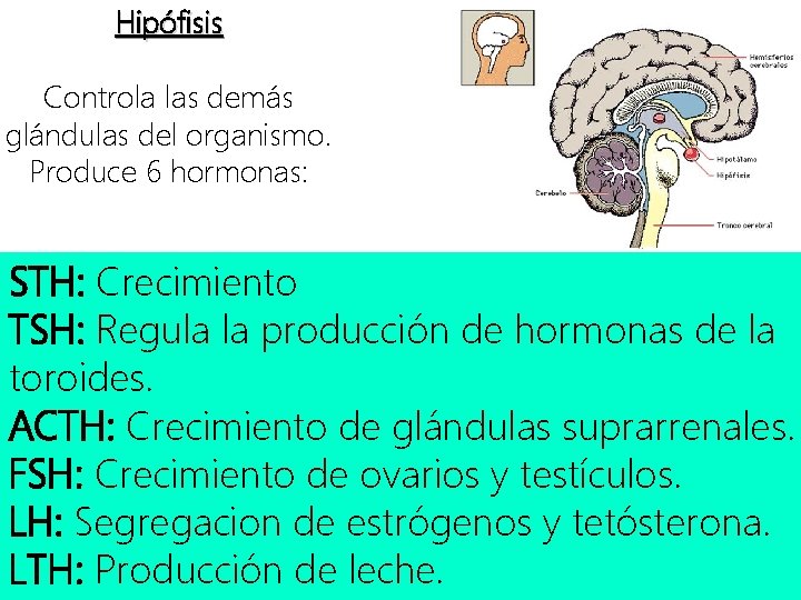 Hipófisis Controla las demás glándulas del organismo. Produce 6 hormonas: STH: Crecimiento TSH: Regula
