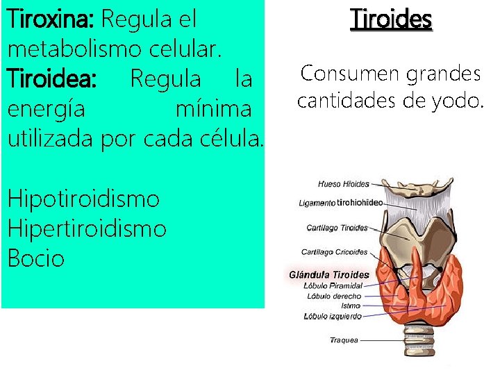 Tiroxina: Regula el metabolismo celular. Tiroidea: Regula la energía mínima utilizada por cada célula.
