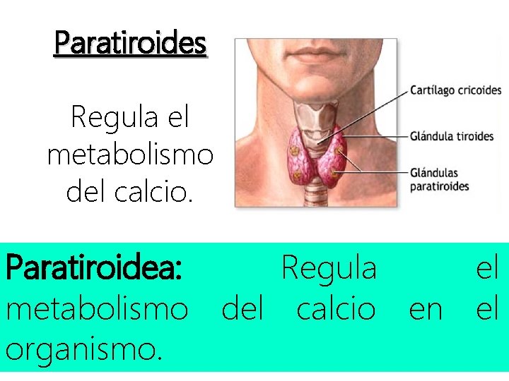 Paratiroides Regula el metabolismo del calcio. Paratiroidea: Regula el metabolismo del calcio en el