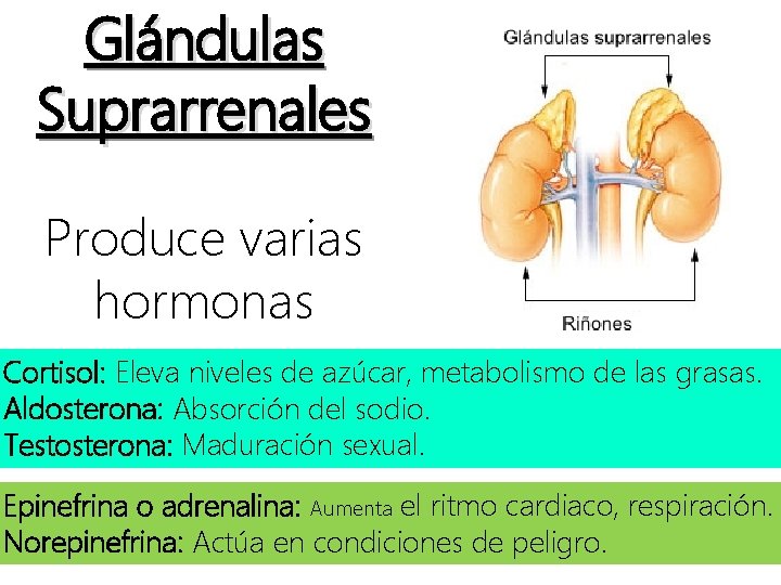 Glándulas Suprarrenales Produce varias hormonas Cortisol: Eleva niveles de azúcar, metabolismo de las grasas.