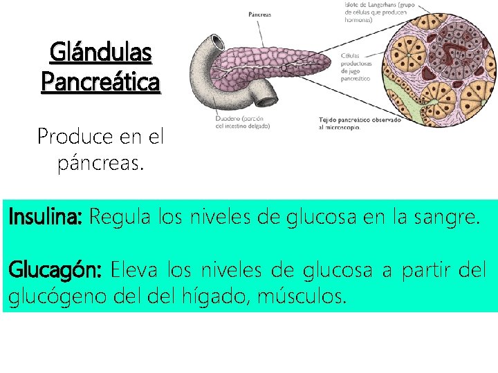 Glándulas Pancreática Produce en el páncreas. Insulina: Regula los niveles de glucosa en la