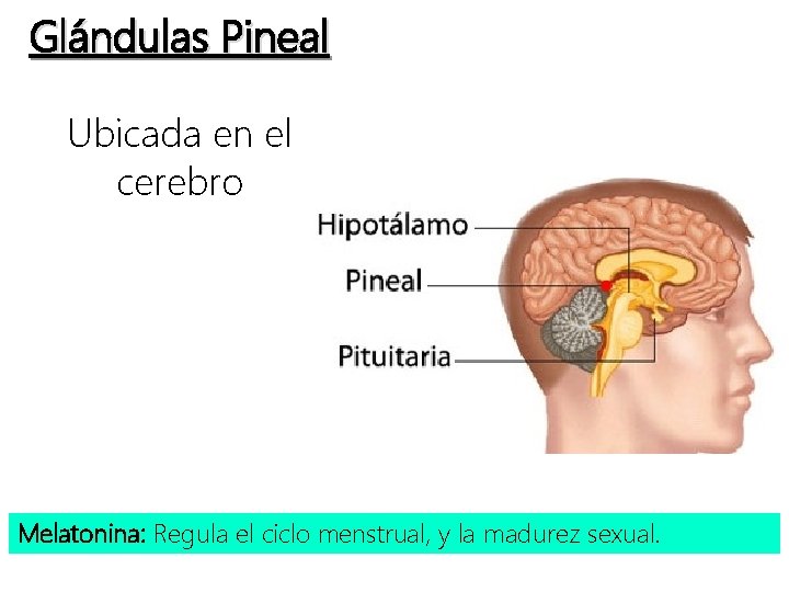 Glándulas Pineal Ubicada en el cerebro Melatonina: Regula el ciclo menstrual, y la madurez