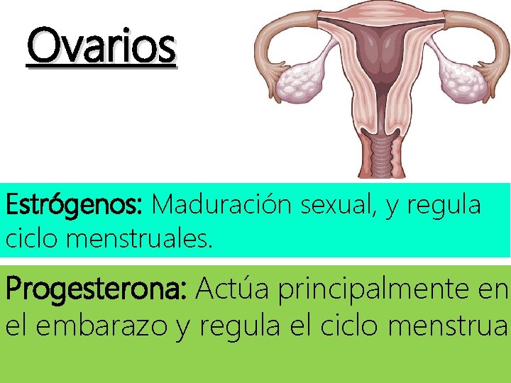 Ovarios Estrógenos: Maduración sexual, y regula ciclo menstruales. Progesterona: Actúa principalmente en el embarazo