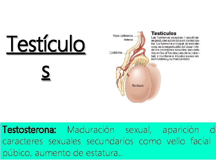 Testículo s Testosterona: Maduración sexual, aparición de caracteres sexuales secundarios como vello facial y