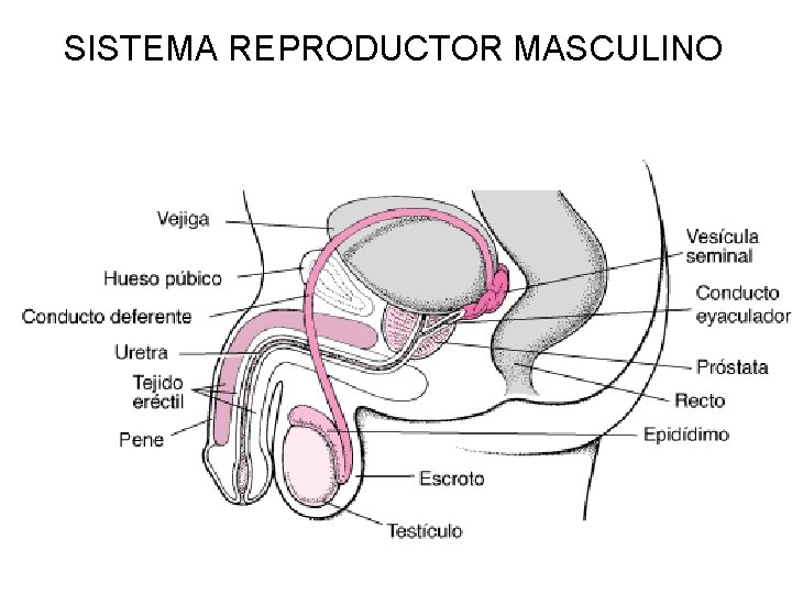 SISTEMA REPRODUCTOR MASCULINO 