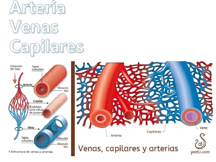 Arteria Venas Capilares 
