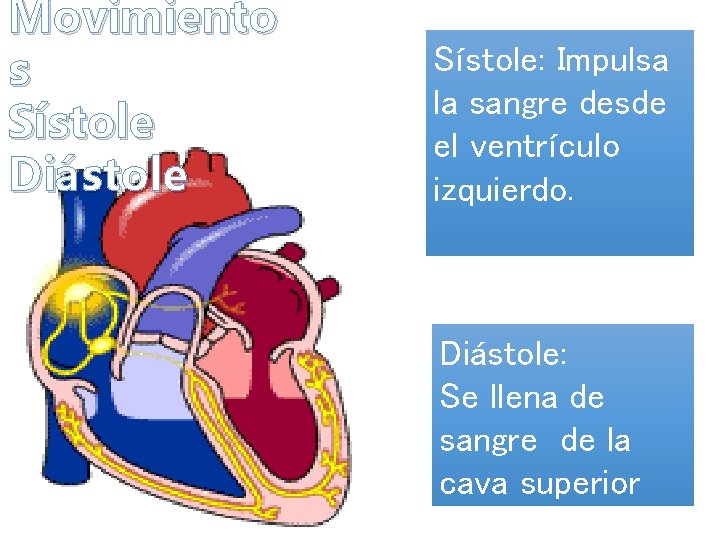 Movimiento s Sístole Diástole Sístole: Impulsa la sangre desde el ventrículo izquierdo. Diástole: Se
